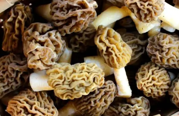 Böhmische Morchel T.K.