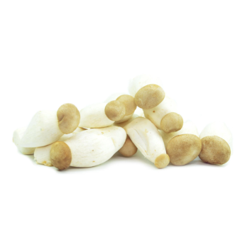 Frische Kräuterseitlinge mini BIO