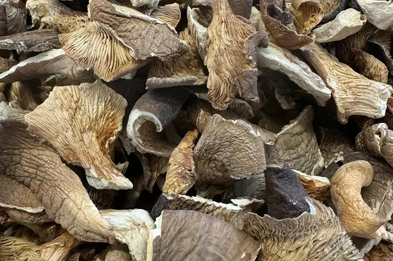 Austernseitlinge getrocknet