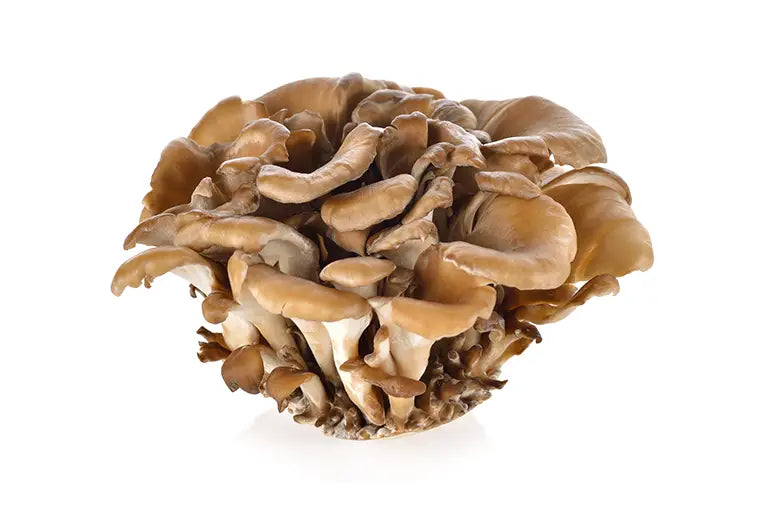 Frische Pilze Maitake Klapperschwamm 150g