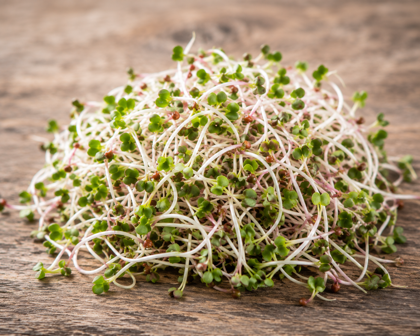 Rettich Sprossen 100 g – Frisch & Knackig