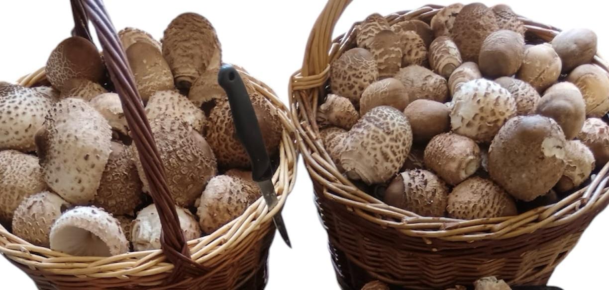 Parasol oder Riesenschirmling - 500g