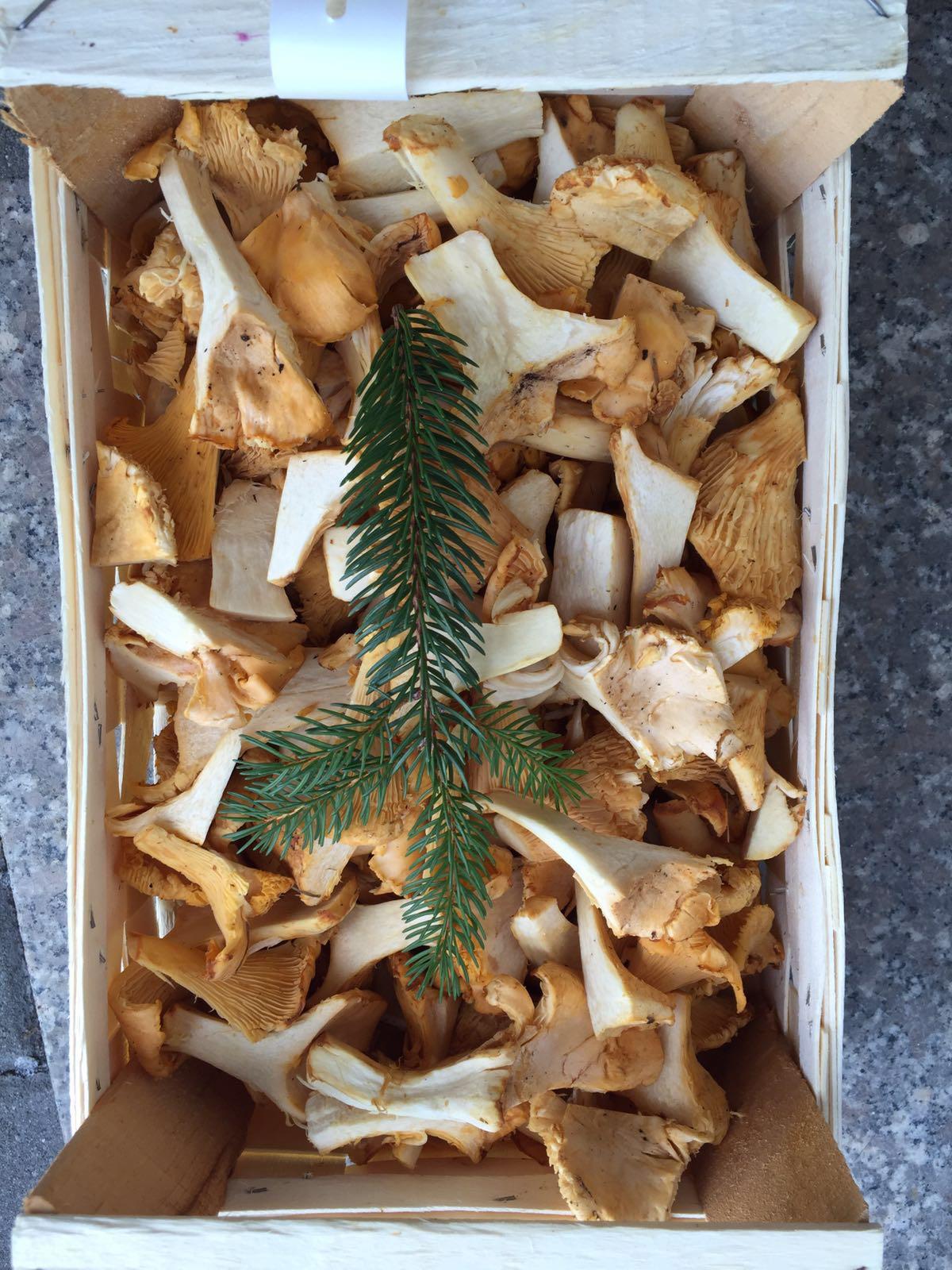 Frische Pfifferlinge