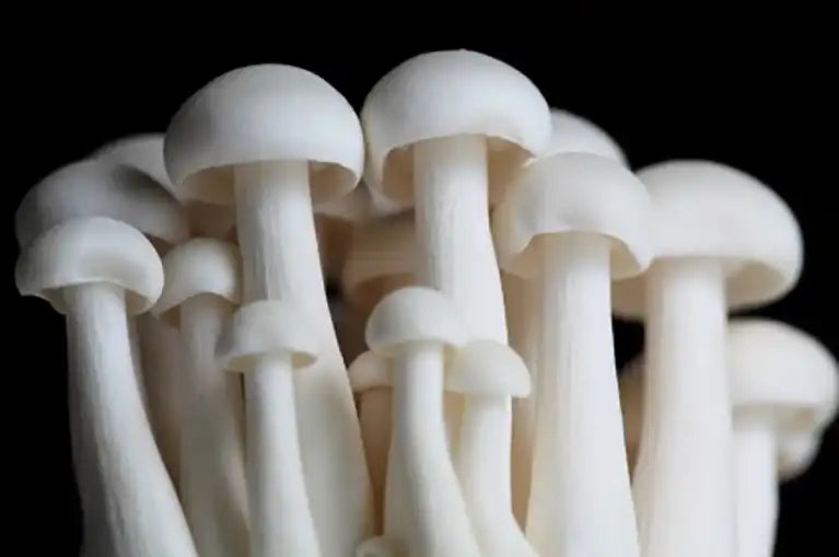 enoki pilze aufbewahren Frische Enoki
