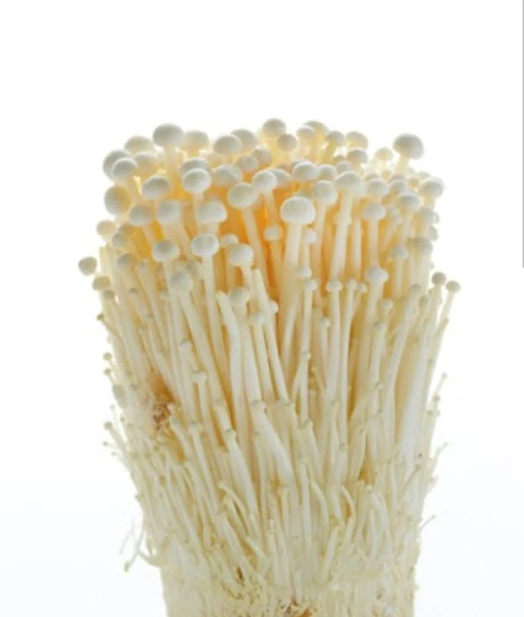Frische Enoki