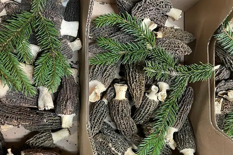 Frische Morcheln in Kisten