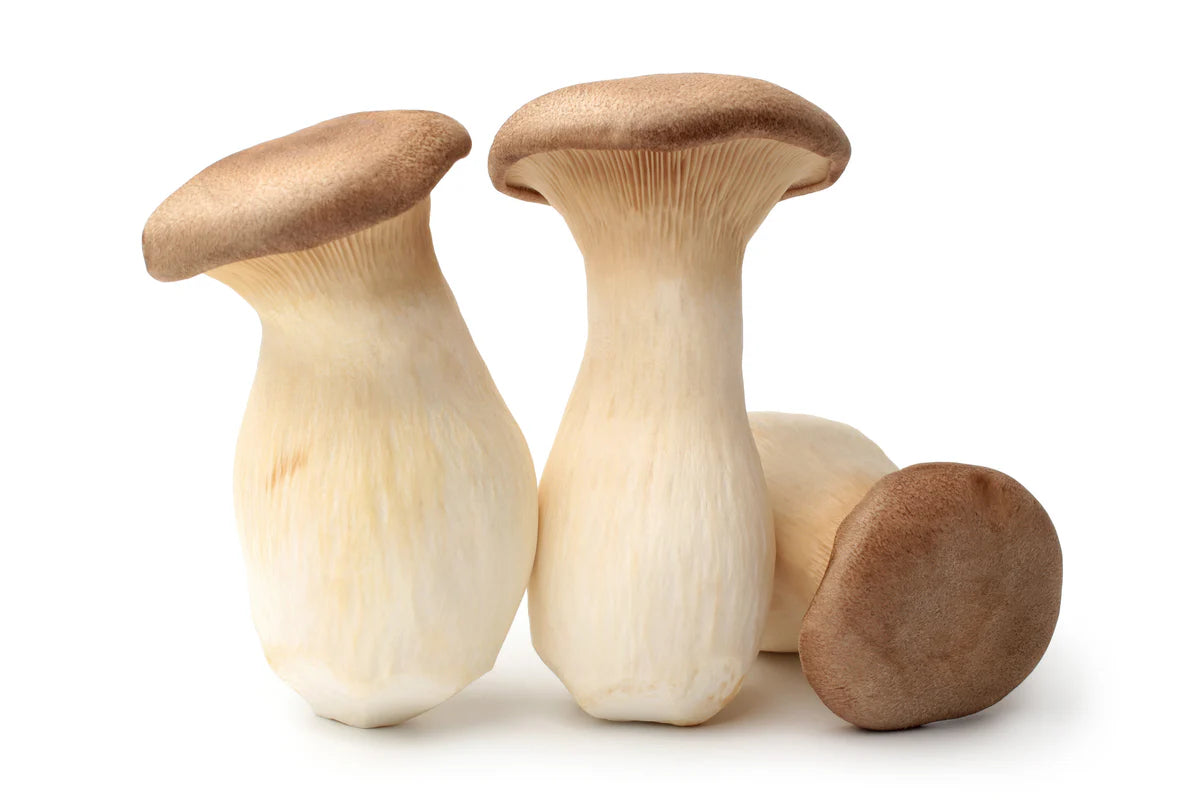 Frische Kräuterseitlinge BIO