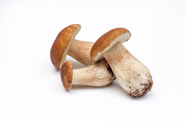 wie lange kann man frische steinpilze aufbewahren Frische Steinpilze
