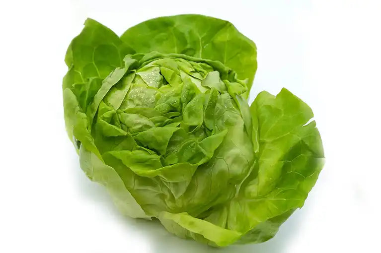 Frischer Bio Kopfsalat