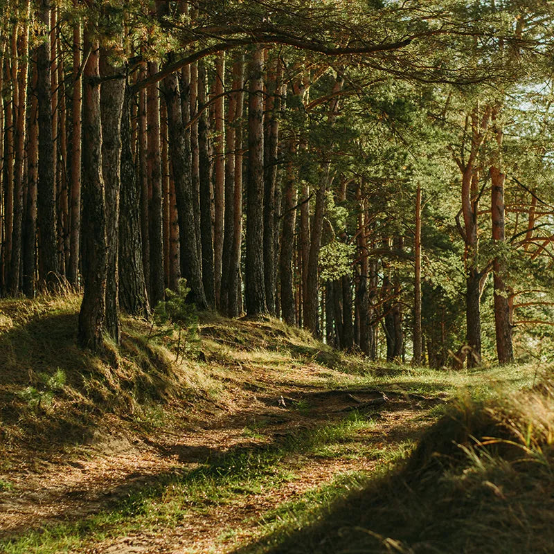 Wald mit Lichtung