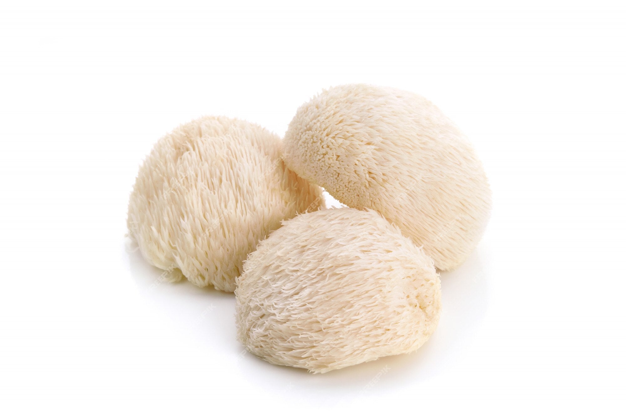 Frische Pom Pom Blanc
