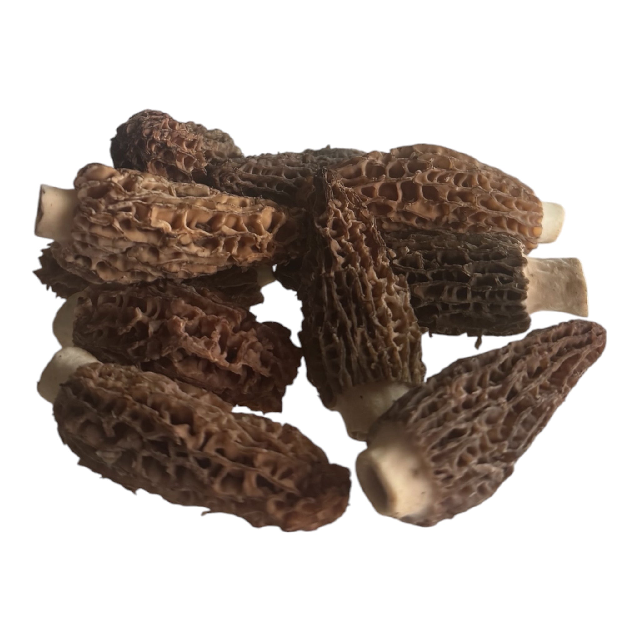 Frische Morcheln – Premium Qualität für Gourmet-Gerichte