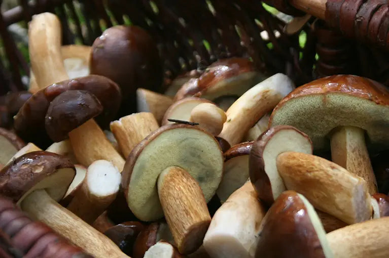 Neue Pilze verschiedene Sorten