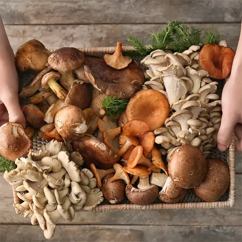 Korb mit verschiedenen Pilzsorten Waldpilze