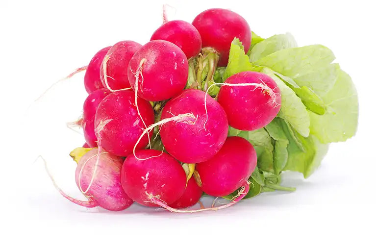 Frische Bio Radieschen im Bund