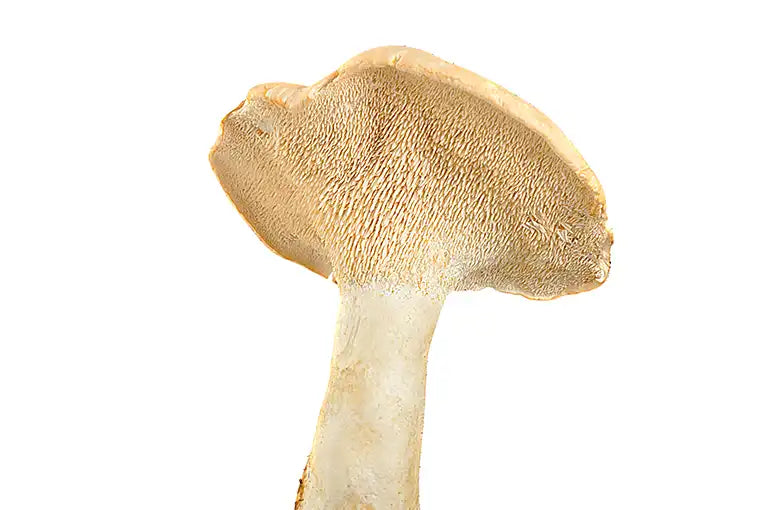 Frische Semmelstoppelpilze