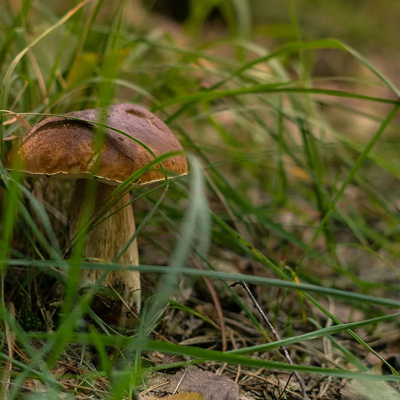 Steinpilz auf der Wiese