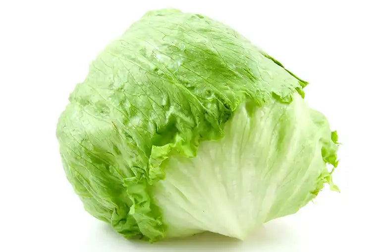 Frischer Bio Eisbergsalat