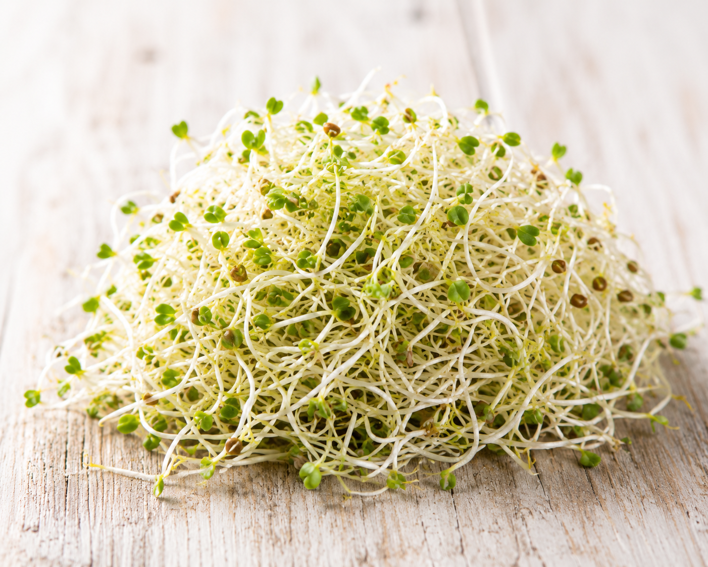 Alfalfa Sprossen 100 g – Frisch & Knackig
