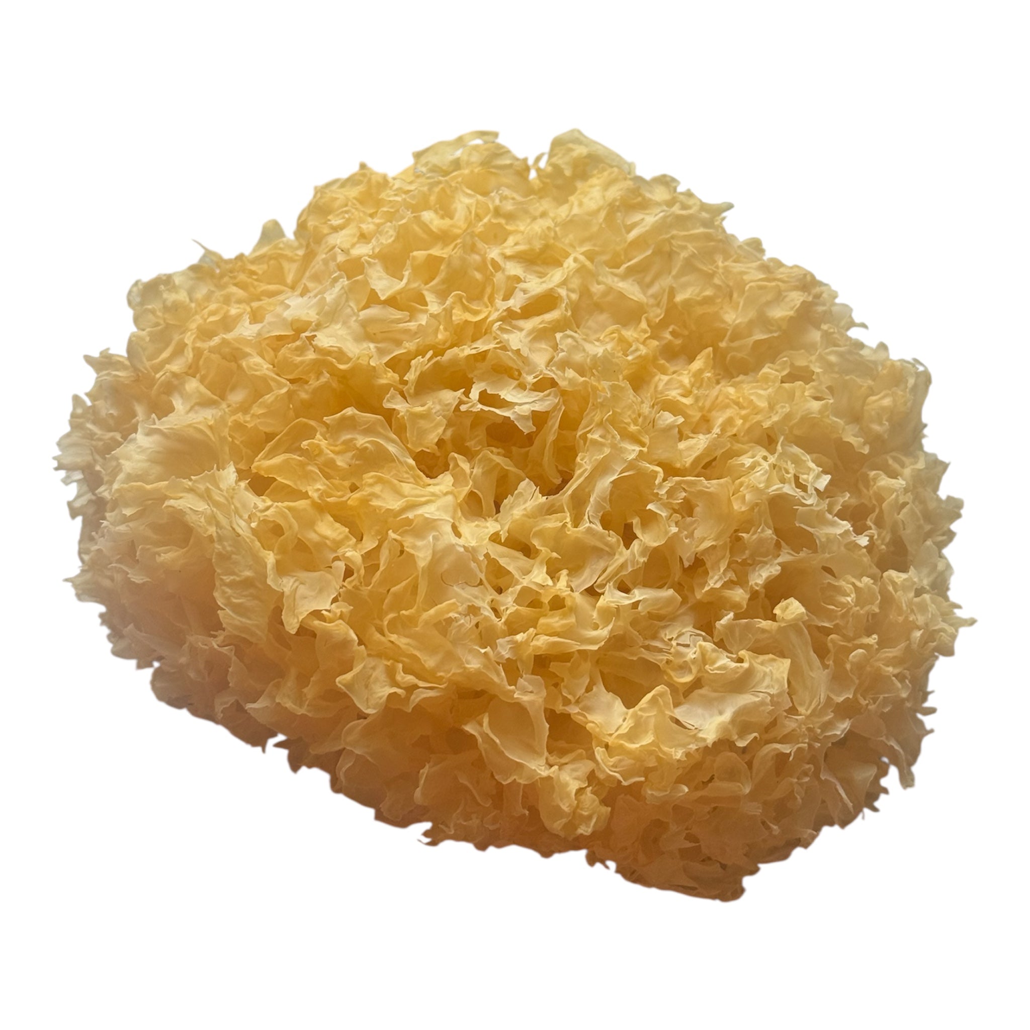 Krause Glucke oder Fette Henne - getrocknet