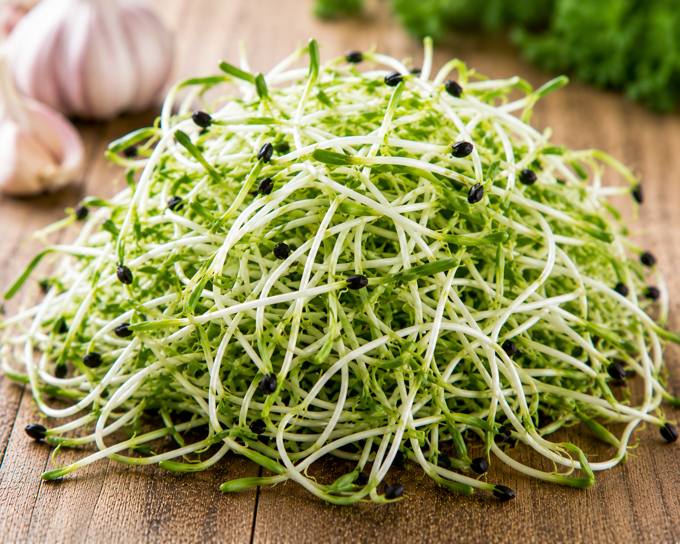 Knoblauch Sprossen 50 g – Frisch & Knackig
