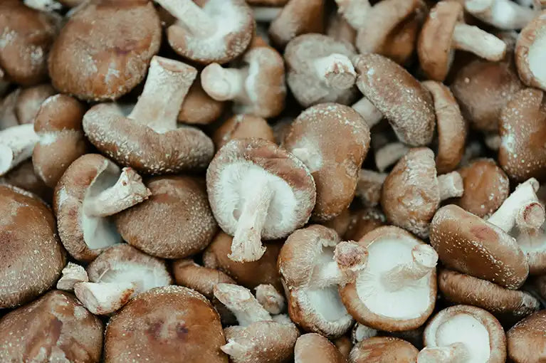 frische Shiitake Pilze