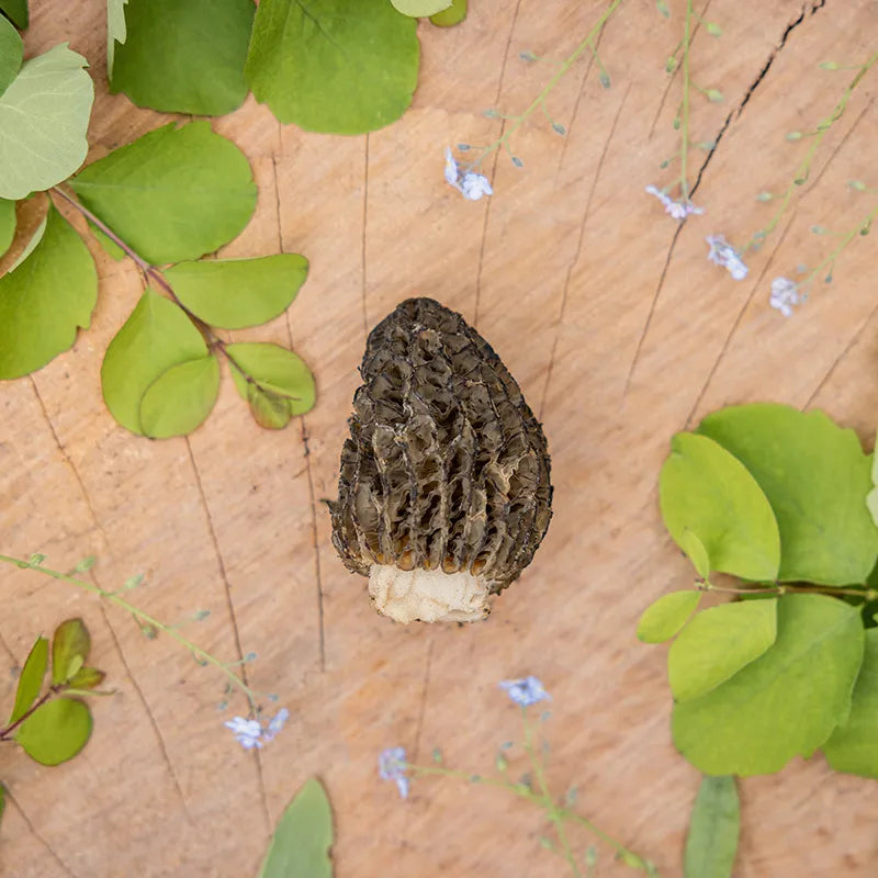 Pilz getrocknete Morchel