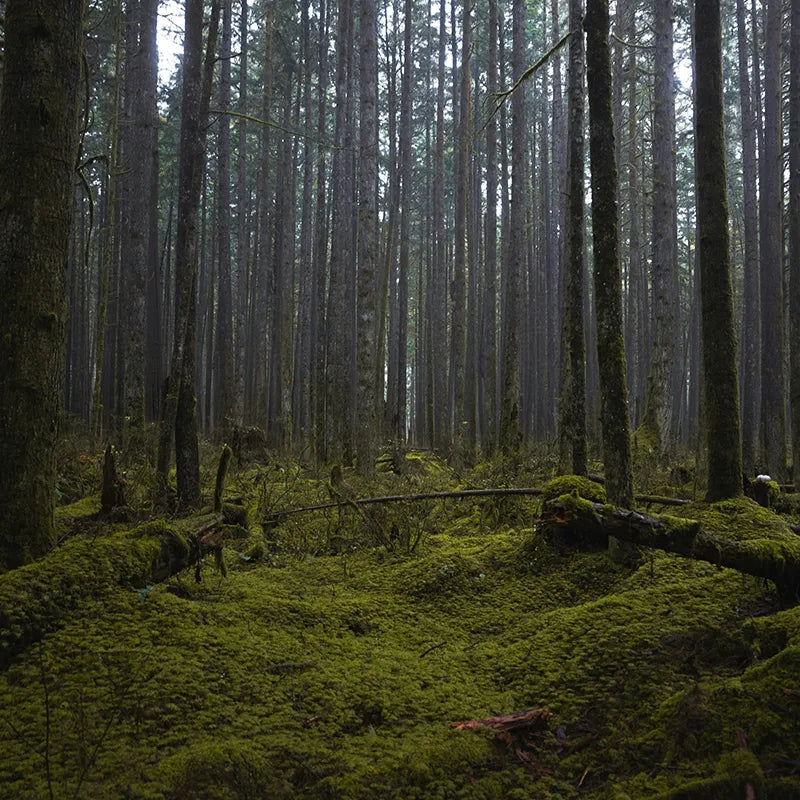 Wald mit Moos Pilze