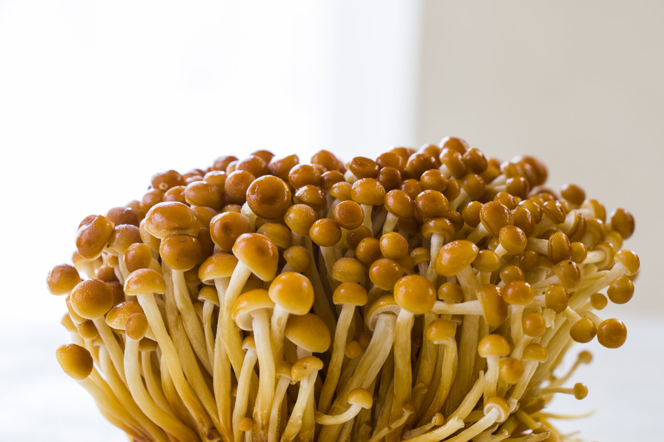 Frische Goldene Enoki