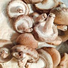 Frische Shiitake Bio