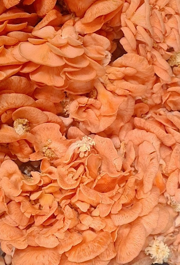 Frische Rosa Austernseitlinge