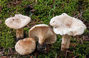 Frische Semmelstoppelpilze