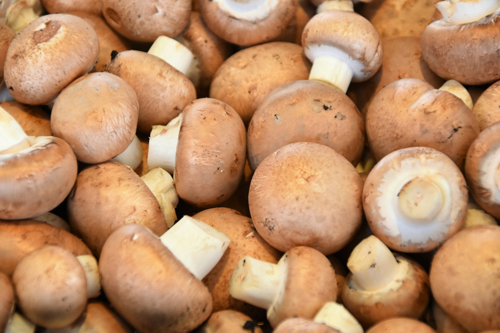 Frische Champignons